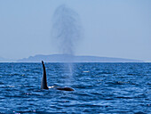 Killer whale pod (Orcinus orca), off Punta Colorada, Isla San Jose, Baja California Sur, Mexico, North America