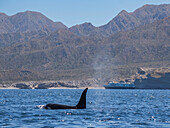 Killer whale pod (Orcinus orca), off Punta Colorada, Isla San Jose, Baja California Sur, Mexico, North America