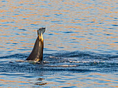 Killer whale female (Orcinus orca), tail-lobbing off Isla San Lorenzo, Baja California, Sea of Cortez, Mexico, North America