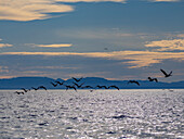 Ausgewachsene Braunpelikane (Pelecanus occidentalis), in Formation im Flug nahe Isla Tortuga, Baja California, Mexiko, Nordamerika