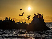 Adult brown pelicans (Pelecanus occidentalis), on a small islet near Isla San Marcos, Baja California, Mexico, North America