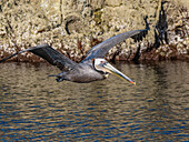 Ausgewachsener Braunpelikan (Pelecanus occidentalis), im Flug auf einer kleinen Insel bei Isla Salsipuedes, Baja California, Mexiko, Nordamerika