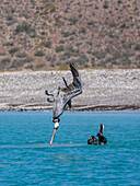 Ausgewachsene Braune Pelikane (Pelecanus occidentalis), Tauchen nach Fischen, Isla Carmen, Baja California Sur, Mexiko, Nordamerika