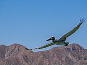 Adult brown pelican (Pelecanus occidentalis), plunge diving for fish, Isla Carmen, Baja California Sur, Mexico, North America