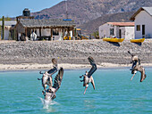 Adult brown pelicans (Pelecanus occidentalis), plunge diving for fish, Isla Carmen, Baja California Sur, Mexico, North America