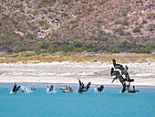 Ausgewachsener Braunpelikan (Pelecanus occidentalis), Sturzflug nach Fischen, Isla Carmen, Baja California Sur, Mexiko, Nordamerika