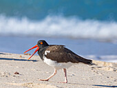 American oystercatcher (Haematopus palliatus), on Isla Espiritu Santo, Baja California Sur, Sea of Cortez, Mexico, North America