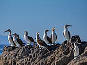 Blaufußtölpel (Sula nebouxii), auf einer kleinen Insel nahe der Isla Salsipuedes, Baja California, Sea of Cortez, Mexiko, Nordamerika