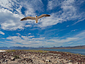 Gelbfußmöwe (Larus livens), im Flug beim Schutz ihres Nestes auf der Isla Coronado, Baja California Sur, Sea of Cortez, Mexiko, Nordamerika