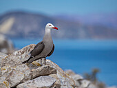 Heermannmöwe (Larus heermanni), in der Brutkolonie auf der Isla Rasa, Baja California, Sea of Cortez, Mexiko, Nordanerika