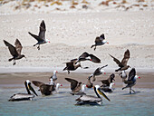 Heermanns Möwe (Larus heermanni), beim Füttern am Strand von Isla Carmen, Baja California Sur, Sea of Cortez, Mexiko, Nordamerika