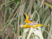 Ein Paar Haubenpirols (Icterus cucullatus) bei der Balz, San Jose del Cabo, Baja California Sur, Sea of Cortez, Mexiko, Nordamerika