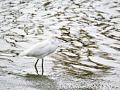 Ein Schneereiher (Egretta thula), fischend im flachen Wasser, San Jose del Cabo, Baja California Sur, Sea of Cortez, Mexiko, Nordamerika