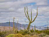 Boojum-Baum (Fouquieria columnaris), außerhalb von Bahia de los Angeles, Baja California, Sea of Cortez, Mexiko, Nordamerika