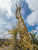 Boojum tree (Fouquieria columnaris), just outside Bahia de los Angeles, Baja California, Sea of Cortez, Mexico, North America