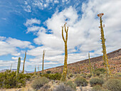 Boojum-Baum (Fouquieria columnaris), außerhalb von Bahia de los Angeles, Baja California, Sea of Cortez, Mexiko, Nordamerika