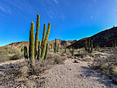 Mexikanische Riesenkardone (Pachycereus pringlei), auf Isla San Esteban, Baja California, Sea of Cortez, Mexiko, Nordamerika