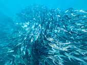 Großaugentrevalle (Caranx sexfasciatus), beim Schwarmfischfang im Cabo Pulmo National Marine Park, Baja California Sur, Mexiko, Nordamerika