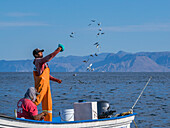 A fisherman spreads bait near Los Gatos, Baja California Sur, Sea of Cortez, Mexico, North America