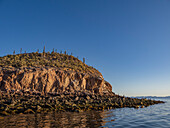 Cactus cover a small islet in Bahia las Animas at sunrise, Baja California, Sea of Cortez, Mexico, North America