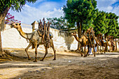 Kamelkarawane mit Feuerholz durch Keren, Eritrea, Afrika