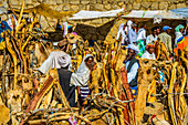 Camels loaded with firewood, Monday market of Keren, Eritrea, Africa