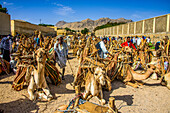 Kamele mit Brennholz beladen, Montagsmarkt von Keren, Eritrea, Afrika