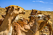 Nahaufnahme von Kamelen auf dem Kamelmarkt von Keren, Eritrea, Afrika