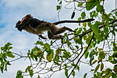 Grüne Meerkatze (Chlorocebus), Gombe Stream National Park, Tanganjikasee, Tansania, Ostafrika, Afrika