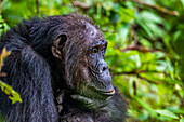 Schimpanse (Pan troglodytes), Gombe Stream National Park, Tanganjikasee, Tansania, Ostafrika, Afrika