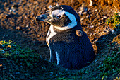 Magellanpinguin (Spheniscus magellanicus), Magdalena-Insel, Magallanes-Region, Punta Arenas, Chile, Südamerika