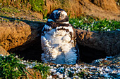 Magdalena Island, Magallanes Region, Punta Arenas, Chile, South America