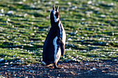 Magdalena Island, Magallanes Region, Punta Arenas, Chile, South America