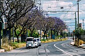 Ein weißes Tuktuk fährt auf einem sonnenbeschienenen Lissabonner Boulevard, der von blühenden lila Jacaranda-Bäumen gesäumt ist, mit Straßenbahnschienen in der Fahrbahn, Lissabon, Portugal, Europa