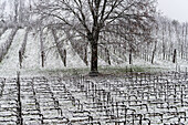 Winterlandschaft in Franciacorta Landgebiet, Provinz Brescia, Lombardei, Italien, Europa