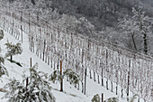 Winterlandschaft in Franciacorta Landgebiet, Provinz Brescia, Lombardei, Italien, Europa