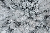 Winterlicher Schnee in den italienischen Alpen, mit dem Berg Ponte di Legno in der Provinz Brescia, Lombardei, Italien, Europa