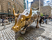 Charging Bull sculpture, near to Wall Street, installed in 1989 and symbolises the Financial Markets, New York City, United States of America, North America