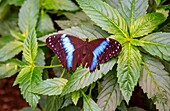 Morpho Achilles Schmetterling, Mindo, Ecuador, Südamerika