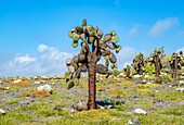 Giant Prickly Pear Cactus (Opuntia cacti) on South Plaza, Galapagos Islands, UNESCO World Heritage Site, Ecuador, South America