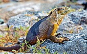 Galapagos Land Iguana (Conolophus subcristatus), large lizard can can grow to five feet long and live for 60 years, South Plaza island, Galapagos, UNESCO World Heritage Site, Ecuador, South America