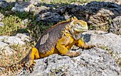 Galapagos-Landleguan (Conolophus subcristatus), große Eidechse, die bis zu einem Meter lang werden und 60 Jahre alt werden kann, Insel South Plaza, Galapagos, UNESCO-Weltnaturerbe, Ecuador, Südamerika