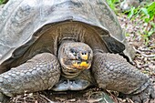 Galapagos-Riesenschildkröte (Geochelone chatamensis), kann bis zu 100 Jahre alt werden, auf der Insel San Cristobal, Galapagos, UNESCO-Weltnaturerbe, Ecuador, Südamerika