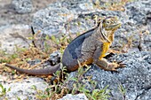 Galapagos-Landleguan (Conolophus subcristatus), große Eidechse, kann bis zu einem Meter lang werden und 60 Jahre alt werden, Insel South Plaza, Galapagos, UNESCO-Weltnaturerbe, Ecuador, Südamerika