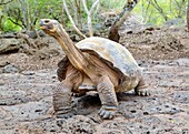 Galapagos-Riesenschildkröte (Chelonoidis chathamensis), kann über 100 Jahre alt werden, Insel San Cristobal, Galapagos, UNESCO-Weltnaturerbe, Ecuador, Südamerika