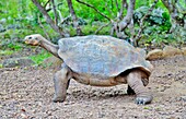 Galapagos Giant Tortoise (Chelonoidis chathamensis), can live for over 100 years, on San Cristobal island, Galapagos, UNESCO World Heritage Site, Ecuador, South America