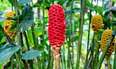 Bienenstock-Ingwer (Zingiber spectabile), eine sommergrüne Pflanze, die aus einem Rhizom bis zu über zwei Meter hoch wächst, Ecuador, Südamerika