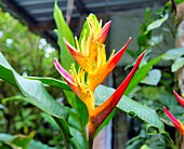 Blüten von Heliconia Psittacorum, eine in Südamerika und der Karibik verbreitete krautige Pflanze, Ecuador, Südamerika