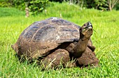 Galapagos-Riesenschildkröte (Chelonoidis chathamensis), kann über 100 Jahre alt werden, auf der Insel San Cristobal, Galapagos, UNESCO-Weltnaturerbe, Ecuador, Südamerika