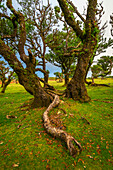 Laurel tree forest, UNESCO World Heritage Site, Sao Vicente, Madeira, Portugal, Atlantic, Europe